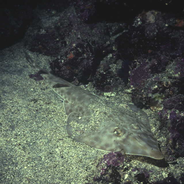 Rhinobatos schlegelii